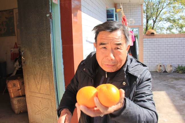 Deng Daqing shows CRI reporter the freshly picked oranges on December 20, 2017. [Photo: China Plus/ Li Shiyu]