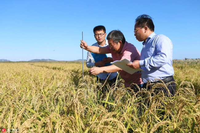 Chinese scientists check rice that can survive salinity after a rice growing experiment with saline-alkali soil at Qingdao Saline-Alkali Tolerant Rice Research and Development Center in Qingdao city, east China's Shandong province, 28 September 2017.[Photo:IC]