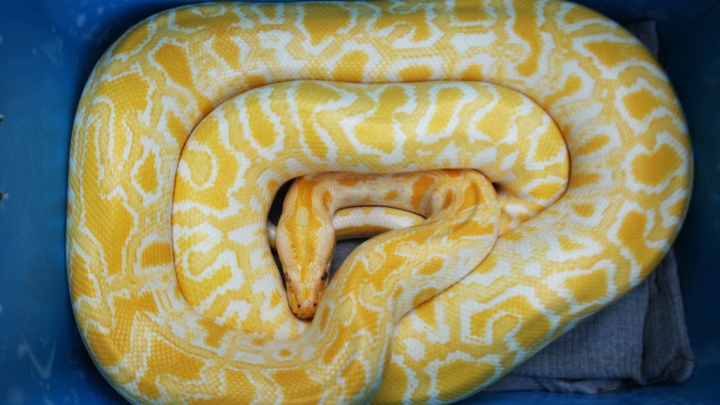 Burmese pythons captured by workers in Nanchang - China Plus