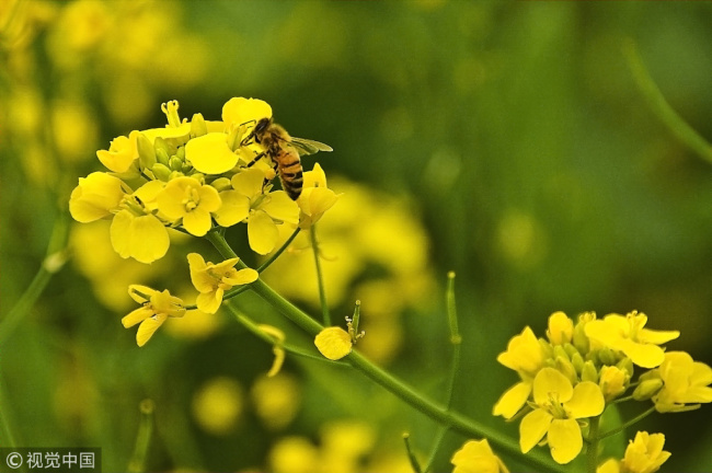 Honey made of rapeseed flowers looks like water according to beekeeper Yao Xuefeng.[Photo: vcg]