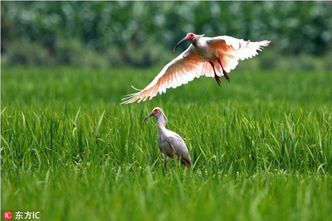 Crested ibis [File photo: IC]