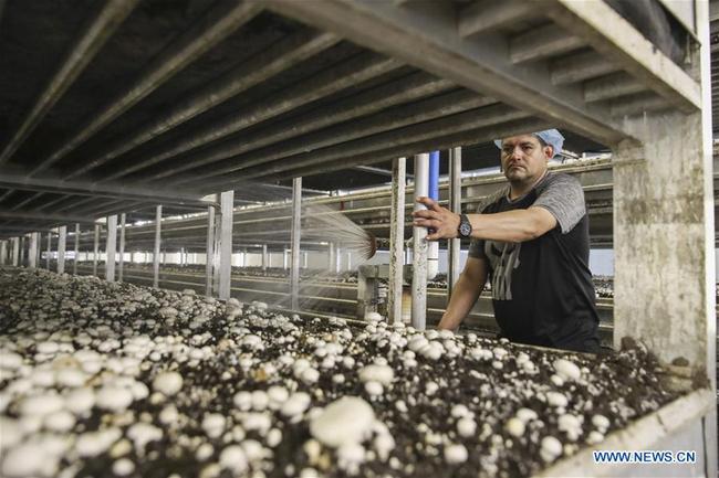 A worker spays water for mushrooms at the farm of Pietro Industries in Chester County in Pennsylvania, the United States, July 9, 2018. [Photo: Xinhua]