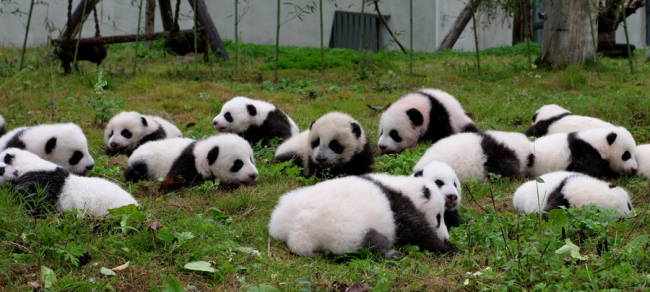 Panda cubs relax at the China Conservation and Research Center for the Giant Panda in Wolong, Sichuan province, in October. [Photo by Tang Jisi/For China Daily]