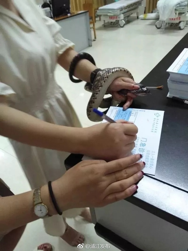 A woman fills in a form with a snake twined around her wrist at a hospital in Pujiang County, Zhejiang Province, on Sunday, July 29, 2018. [Photo: Official Weibo account of Pujiang government press office]