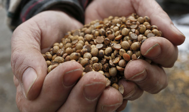 Richard McNulty of Sankey's Feed Mill shows roasted soybeans on Thursday, April 5, 2018, at the facility in Volant, Pa.[Photo: AP/Keith Srakocic]