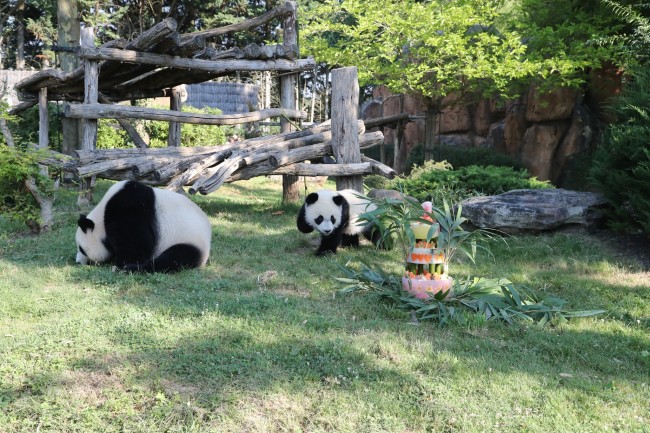 Yuan Meng, France's first ever giant panda cub, celebrates its first anniversary at Beauval zoo in central France on August 4 2018. [Photo provided by The Beauval Zoo]