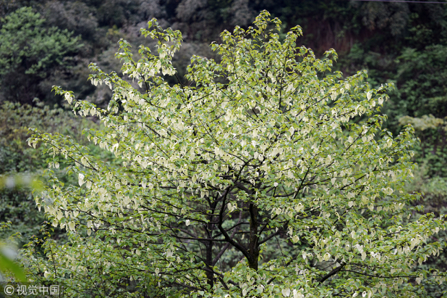 A dove tree(鸽子树) blooming in the Wawu Shan National Forest Park in Meishan, in southwest China's Sichuan Province, on May 5, 2017. [File photo:VCG]
