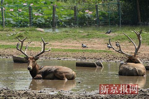 Elk in wetland at the Nanhaizi Elk Park in Daxing District in Beijing on Monday, August 20, 2018. [Photo: The Beijing News]