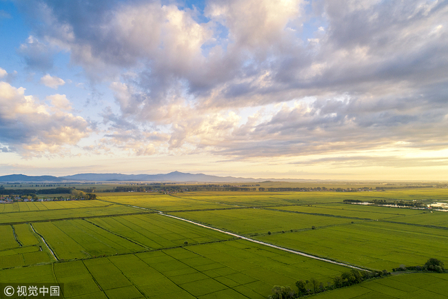 A rice field in Jixi City, Heilongjiang Province, on August 7, 2018. [Photo: VCG]