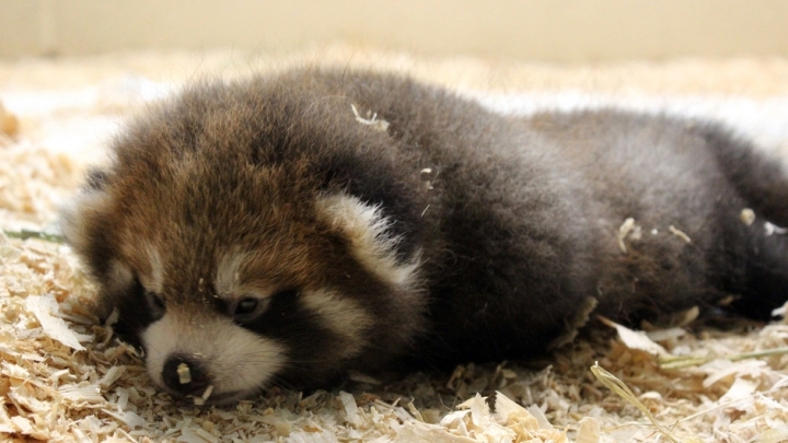 A red panda cub will make his debut in New York City - China Plus