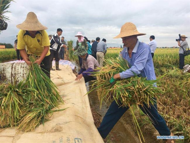 Farmers prepare to thresh rice stalks at a super hybrid rice demonstration base in Datun Township in the Gejiu City, southwest China's Yunnan Province, Sept. 2, 2018. [Photo: Xinhua]