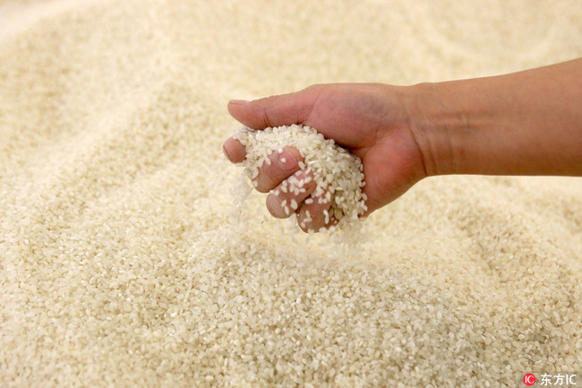 Grains of rice [File photo: IC]