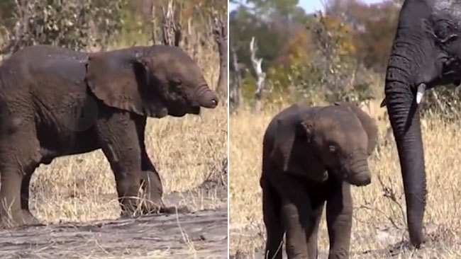 A baby elephant with its trunk missing is spotted at Kruger National Park in South Africa. [Photo: Screenshot from the video published on dailymail.co.uk]