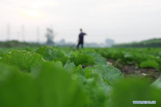 中国丰收时节到 China embraces harvest season