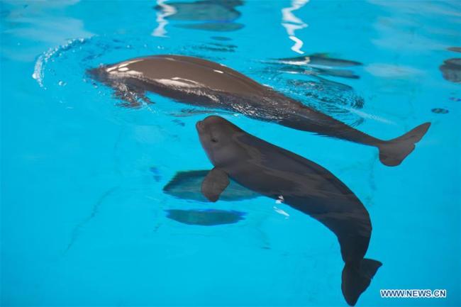 A little Yangtze finless porpoise (front) is seen swimming with its mother at the Institute of Hydrobiology under Chinese Academy of Sciences in Wuhan, capital of Hubei Province, September 10, 2018. [Photo: Xinhua]