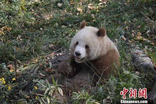 Panda Qi Zai [Photo: Chinanews.com]