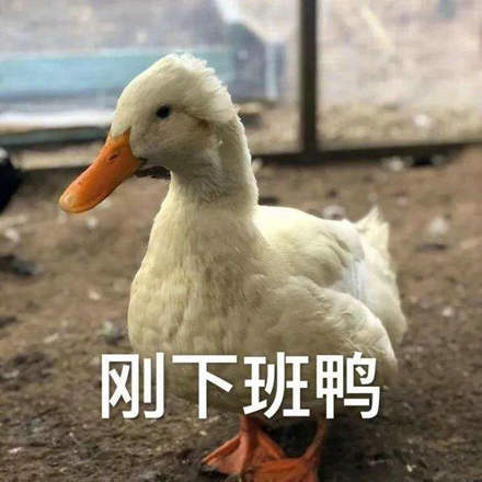 “Just off duty(刚下班呀)”, a duck-themed meme, has become popular on Chinese social media in China. [File photo]