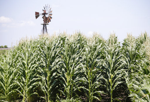 A field of corn grows in front of an old windmill in Pacific Junction, Iowa, U.S. [Photo: AP]