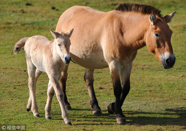 Przewalski's horses.[Photo:VCG]