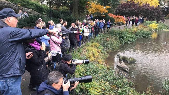 神秘鸳鸯成纽约“明星” Mysterious mandarin duck makes a splash in NYC's Central Park