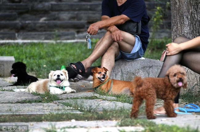 Unleashed dogs are seen at a park in Xi’an，Shaanxi Province. [Photo: VCG] 