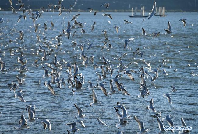 Red-billed gulls fly over Dianchi Lake in Kunming, capital of southwest China's Yunnan Province, Nov. 14, 2018. (Xinhua/Lin Yiguang)