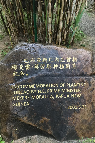 Juncao, a kind of grass used to cultivate edible and medicinal fungi, planted by Mekere Morauta, then-Prime Minister of Papau New Guinea, in 2001, is commemorated. [Photo: China Plus]
