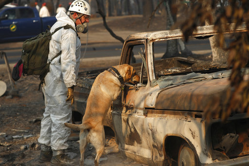 A search and rescue dog searches for human remains at the Camp Fire, Friday, Nov. 16, 2018, in Paradise, Calif. [Photo: AP/John Locher]