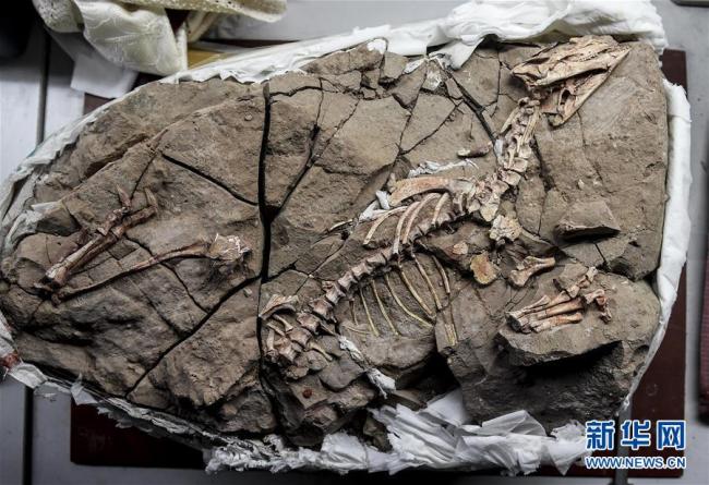 The photo taken on November 20, 2018 shows the fossil of the Changchun dinosaur found in Jilin Province. [Photo: Xinhua]