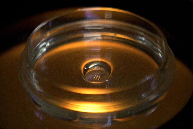 In this Oct. 9, 2018 photo, a microplate containing embryos that have been injected with Cas9 protein and PCSK9 sgRNA is seen in a laboratory in Shenzhen in southern China's Guangdong province. Chinese scientist He Jiankui claims he helped make world's first genetically edited babies: twin girls whose DNA he said he altered. He revealed it Monday, Nov. 26, in Hong Kong to one of the organizers of an international conference on gene editing. [Photo: AP/Mark Schiefelbein]