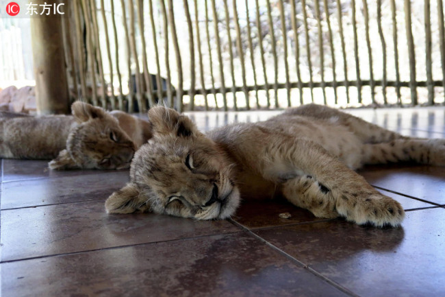 Two lion cubs born via non-surgical artificial insemination using fresh semen collected from an adult male lion, pictured in South Africa on November 21, 2018. [Photo: IC]