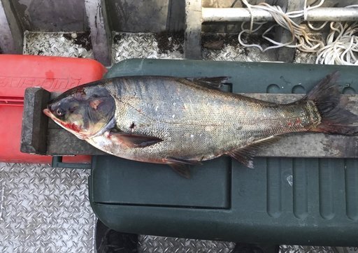 This June 22, 2017, file photo provided by the Illinois Department of Natural Resources shows a silver carp, a variety of Asian carp, that was caught in the Illinois Waterway below T.J. O'Brien Lock and Dam, approximately nine miles away from Lake Michigan. [File photo: AP]