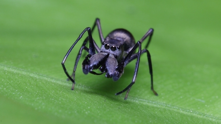 Jumping Spiders Nurse Offspring Nearly to Adulthood  American Association  for the Advancement of Science (AAAS)