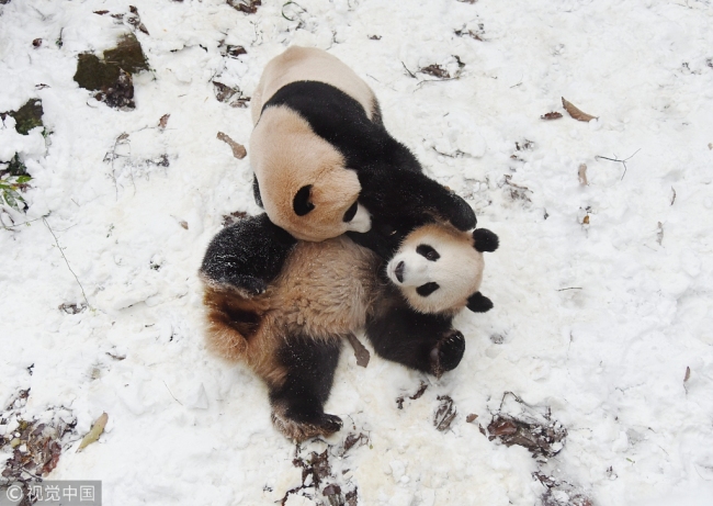 Two giant pandas frolic(嬉戏 xīxì) in the snow at the Hangzhou Zoo, Zhejiang Province, December 9, 2018.  [Photo: VCG]