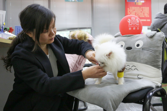 The company employs pet housekeepers(管家 guǎnjiā) to help take care of(照顾 zhàogù) the pets. [Photo: VCG]