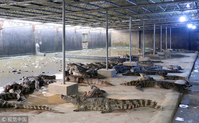 Inside Zhang Fuhua's crocodile farm. [Photo: VCG]
