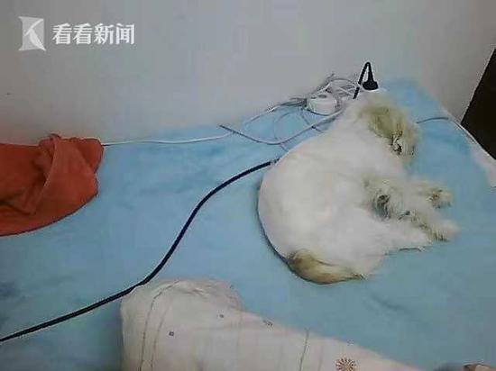 Dudou, aged three months, lies on the bed. /Screenshot from Kankan News video
