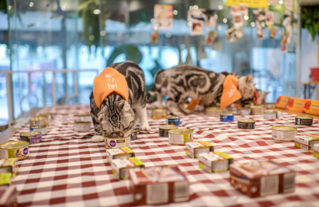 A Chinese pet(宠物 chǒngwù) food shop(食品店 shípǐn diàn) is paying(支付 zhīfù) some $1,500 a year to hire(招聘 zhāopìn) a cat(猫 māo) to sample(品尝 pǐncháng) its different range of canned cat food. [Photo: IC]