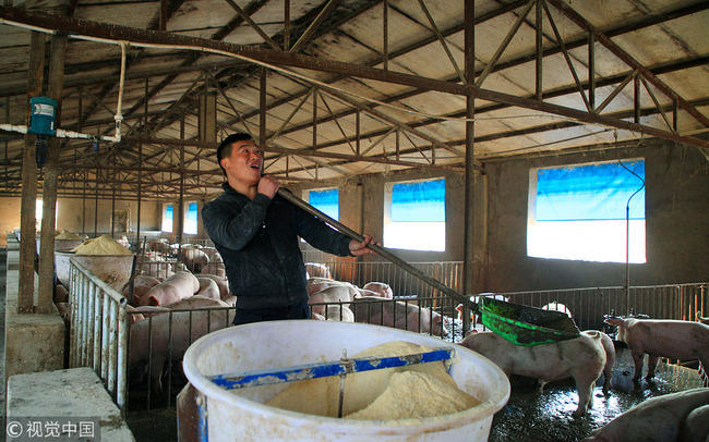 26-year-old Wang Wenjun raises pigs in the pigsty in Lankao County, Kaifeng City in China's Henan Province, December 23, 2018. [Photo: VCG]