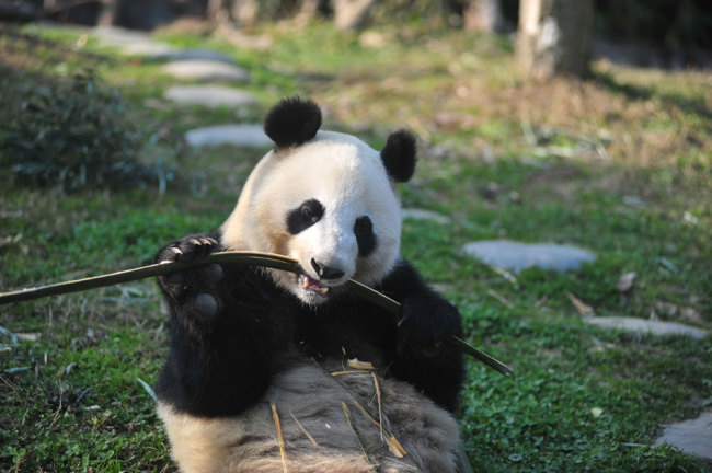 A giant panda eats bamboo at the China Conservation and Research Center for the Giant Panda in Wolong, Sichuan province, on January 16, 2018. [File photo: IC]