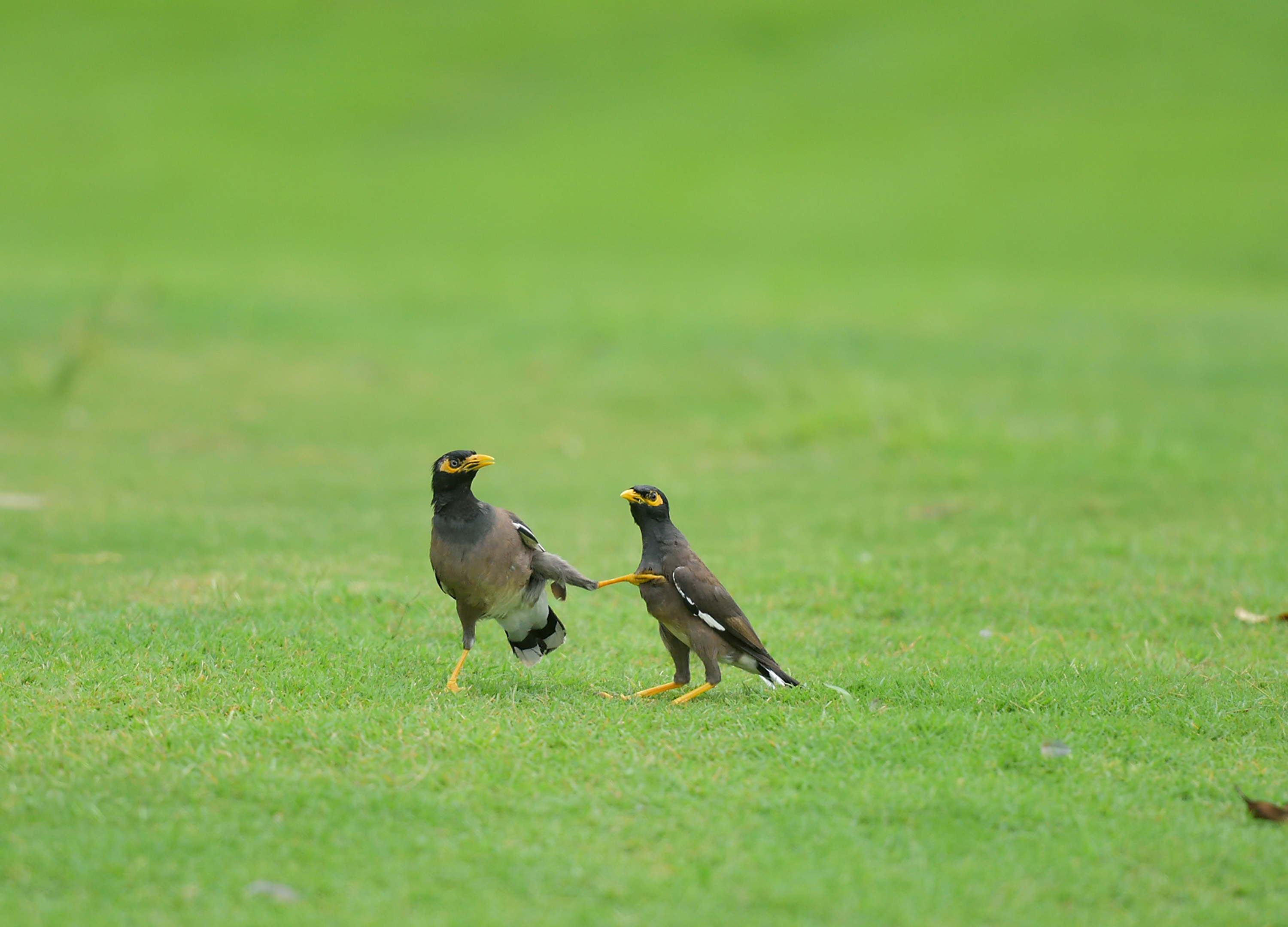 Indonesian birds spotted 'fighting' mates on golf course - China Plus