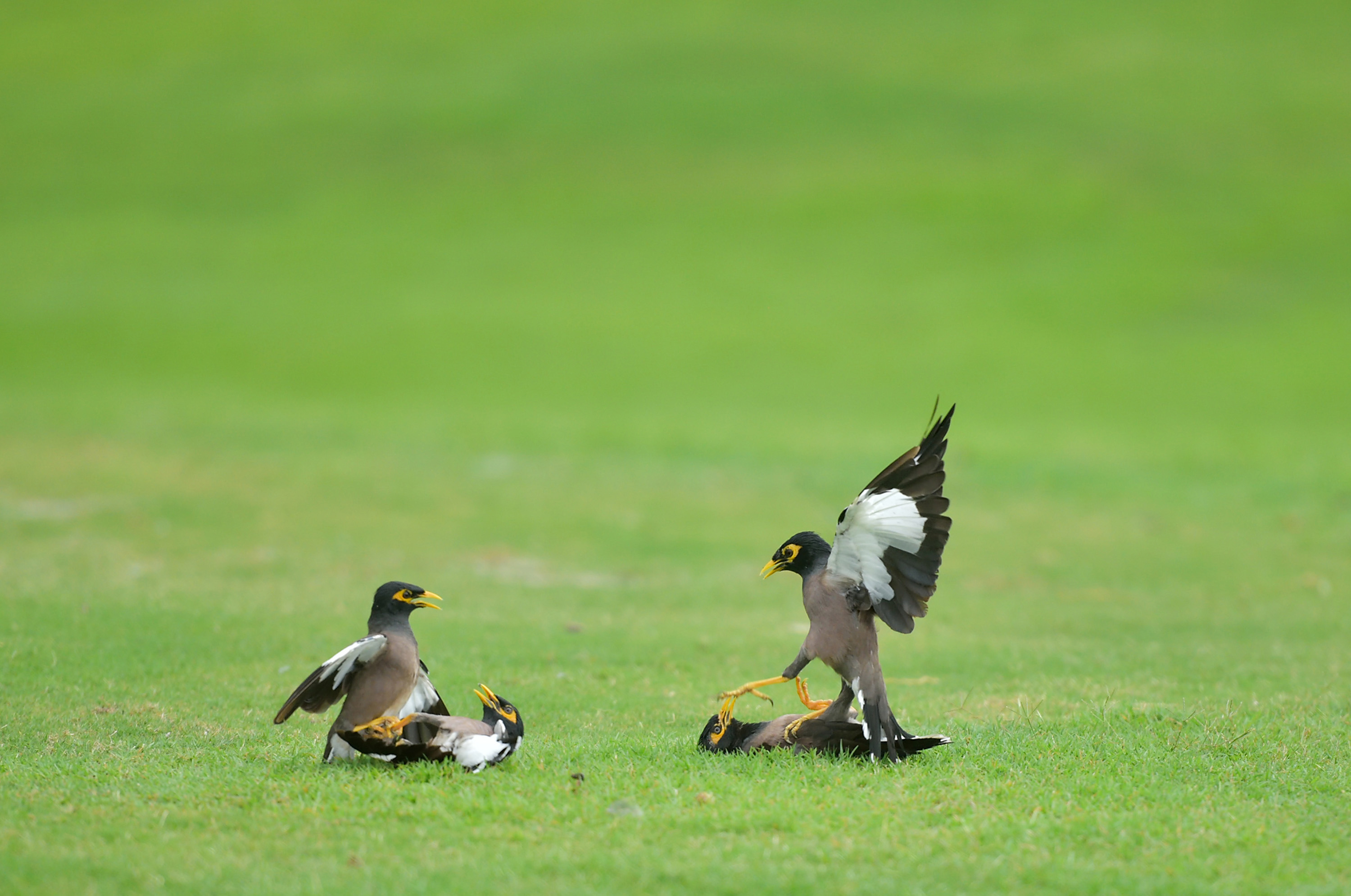 Indonesian birds spotted 'fighting' mates on golf course - China Plus