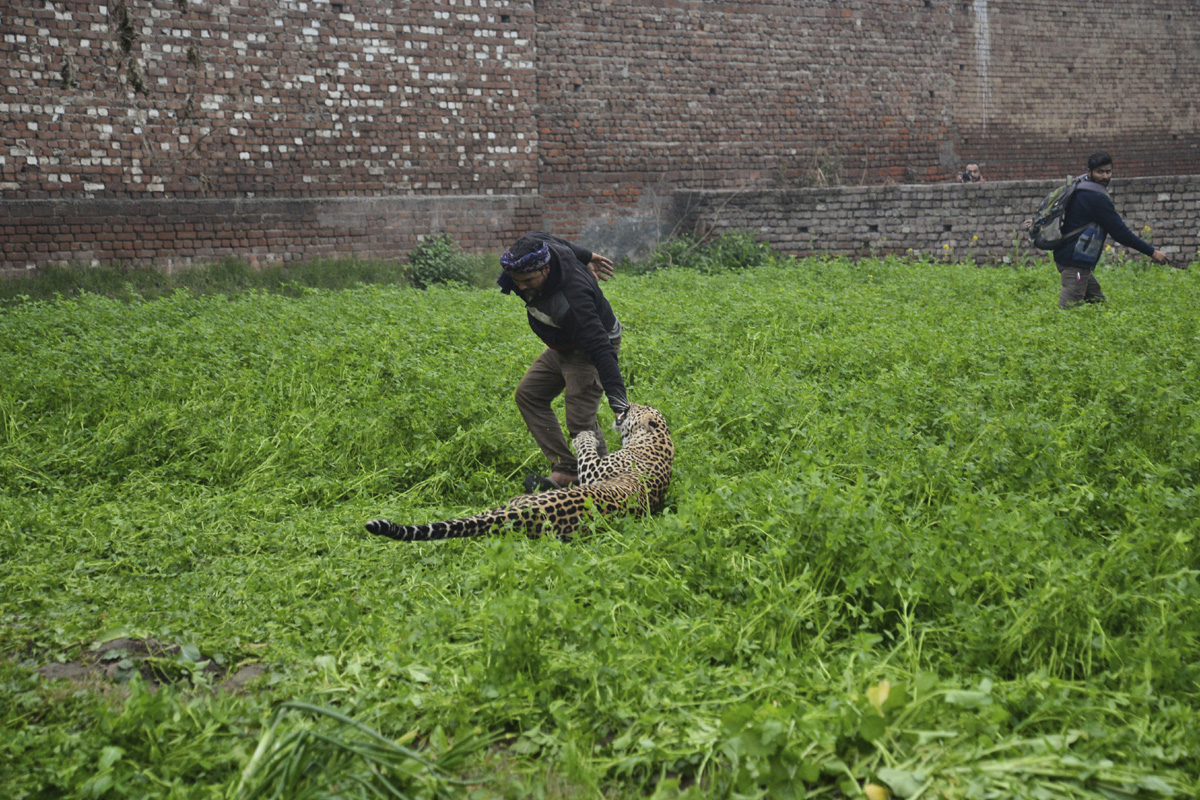 Leopard strays into residential area in India, injures 4 - China Plus