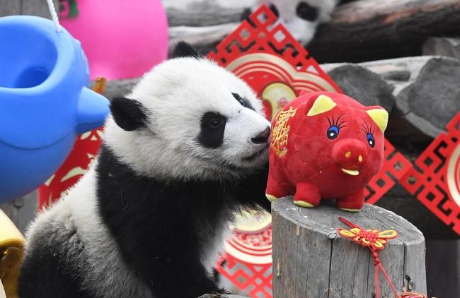大熊猫“天团”给大家拜年啦！Panda cubs extend New Year greetings to the world