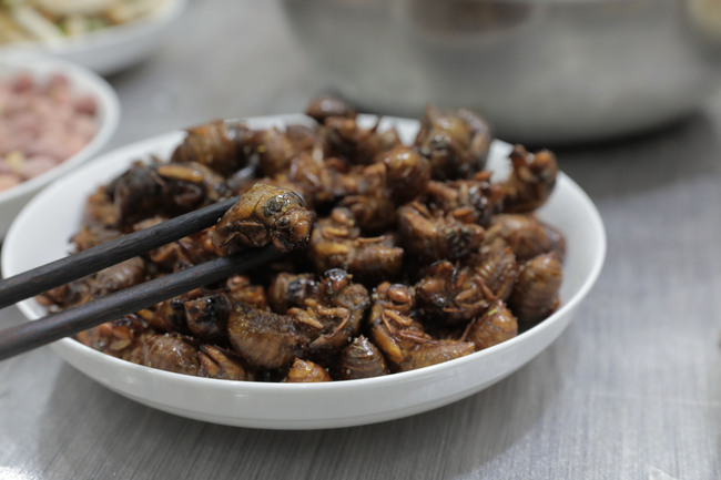 Fried cicada prepared for a New Year's dinner in Kaifeng, Henan Province, February 4, 2019. Cicadas are eaten in various countries, including China, where the insects are normally served deep-fried. [Photo: China Plus/Chen Fei]