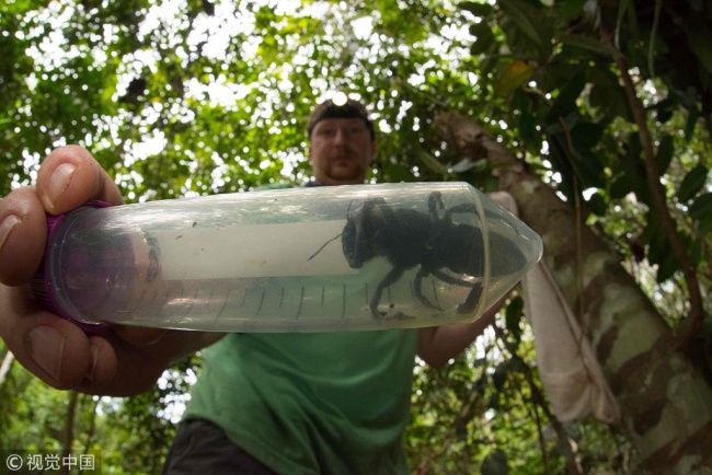 This undated handout picture provided by Global Wildlife Conservation on February 21, 2019 shows entomologist and bee expert Eli Wyman with the first rediscovered individual of Wallace’s giant bee (Megachile pluto) in the Indonesian islands of the North Moluccas. [Photo: VCG]