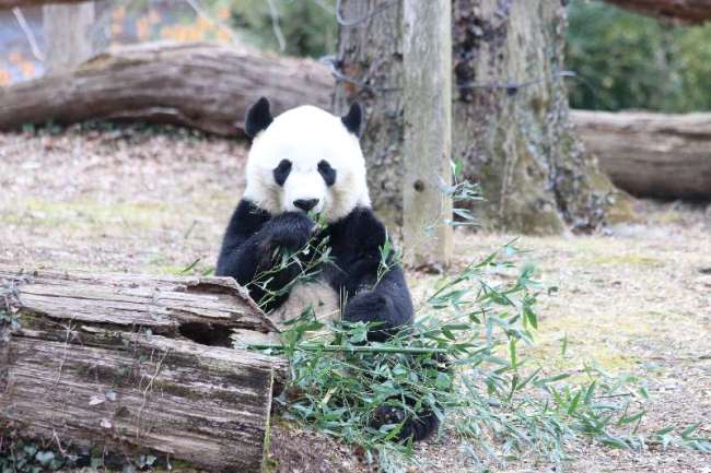 A giant panda eats bamboo in the Smithsonian's National Zoo in Washington D.C. on February 23, 2019. [Photo：China Plus/ Liu Kun]