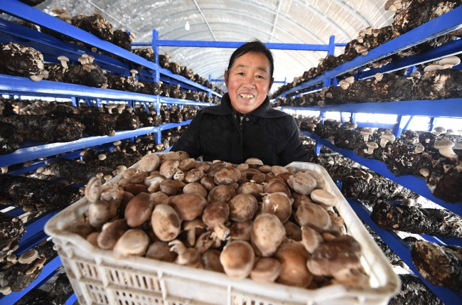 Farmers pick mushrooms in one mushroom greenhouse in Bozhou City, Anhui Province, on December 12, 2018. [Photo: IC]