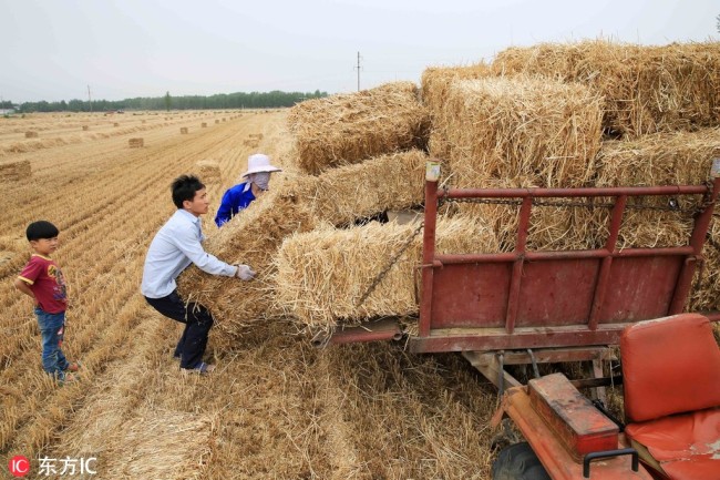 Farmers are bundling wheat straw, to be transported to local places like paper mills and power plants, in Suixi County, Anhui Province, on June 14, 2017. [File Photo: VCG]