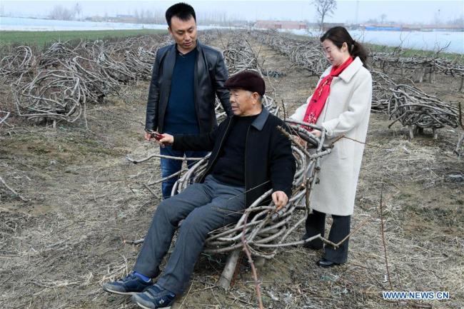 Zhang Weiren (C), owner of a 12-mu (0.8-hectare) peach orchard, introduces a chair-shaped peach tree to vistiors at Langbu Village of Dianbu Town in Laixi City, east China's Shandong Province.[ Photo: Xinhua/Li Ziheng]
